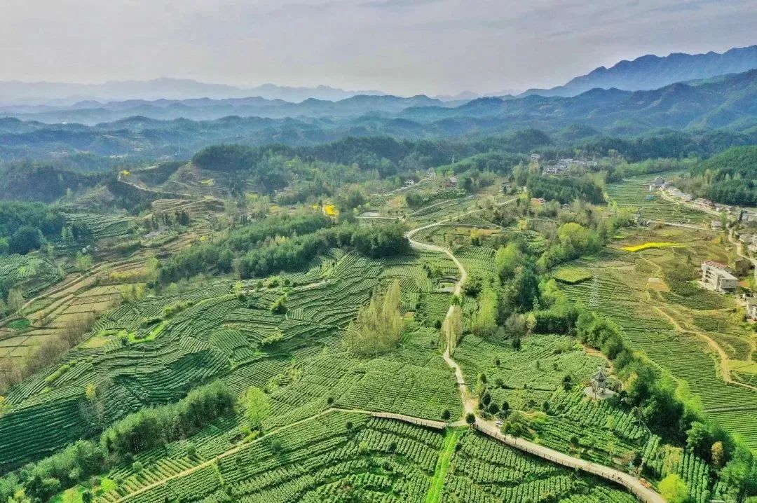 紫阳富硒茶优惠政策