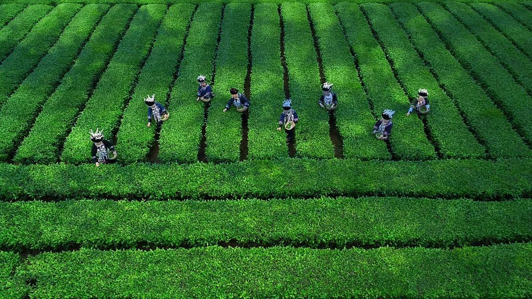 富硒茶国际市场现状