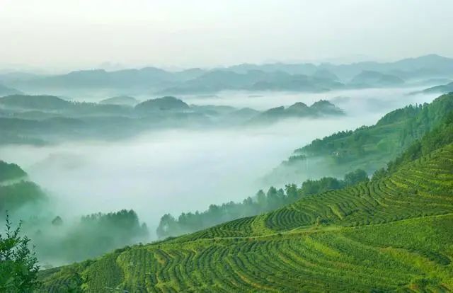 富硒茶国际市场现状