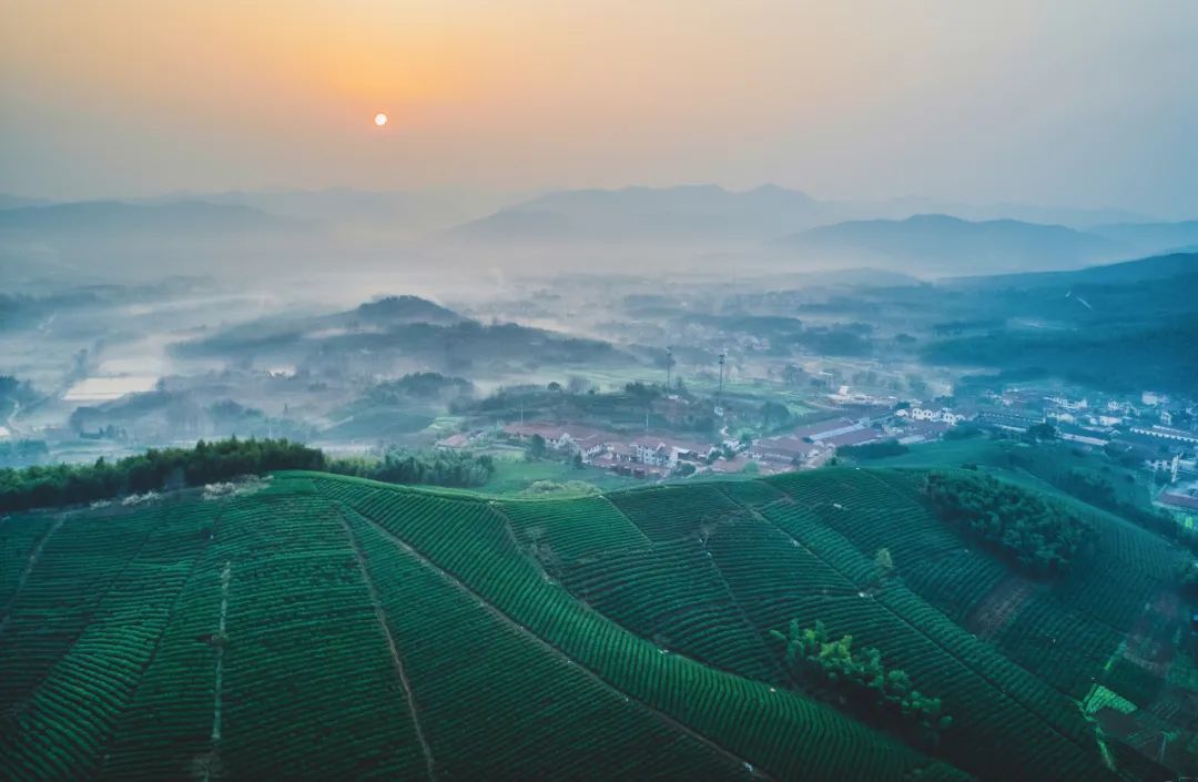 富硒茶国际市场现状