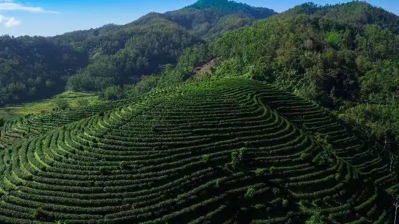 富硒茶国际市场现状
