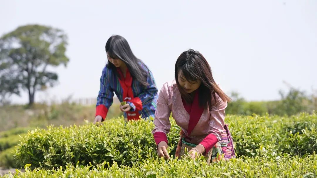 富硒茶国际市场现状