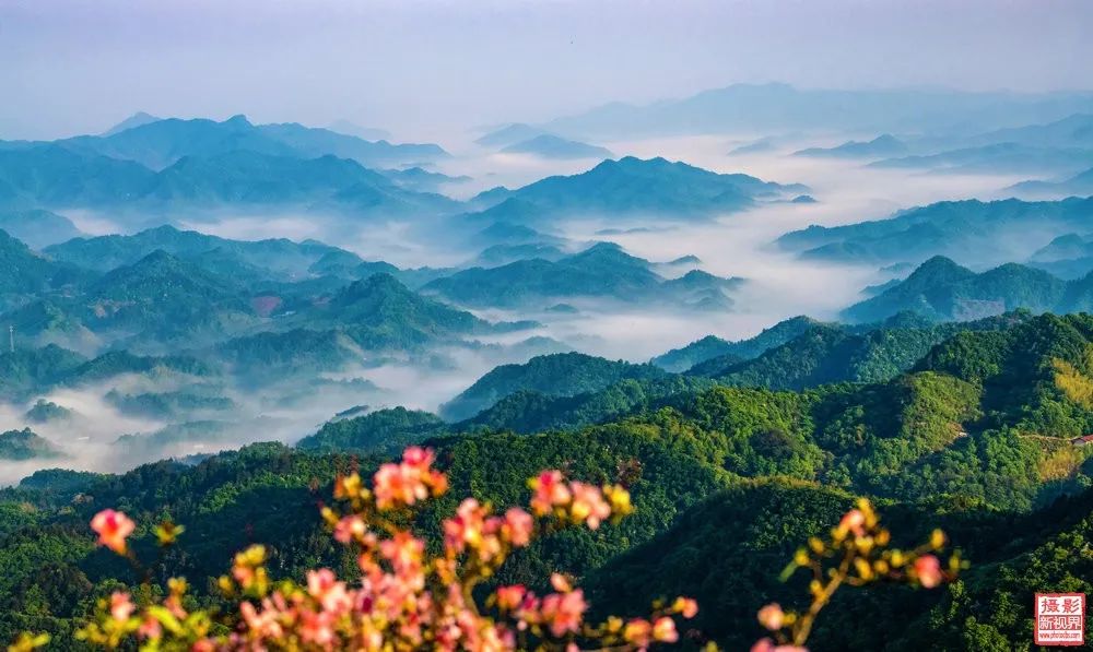 富硒茶国际市场现状