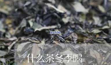 冬茶属于什么茶-冬茶属于什么茶类