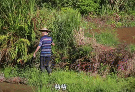 莓茶哪个部分富硒好
