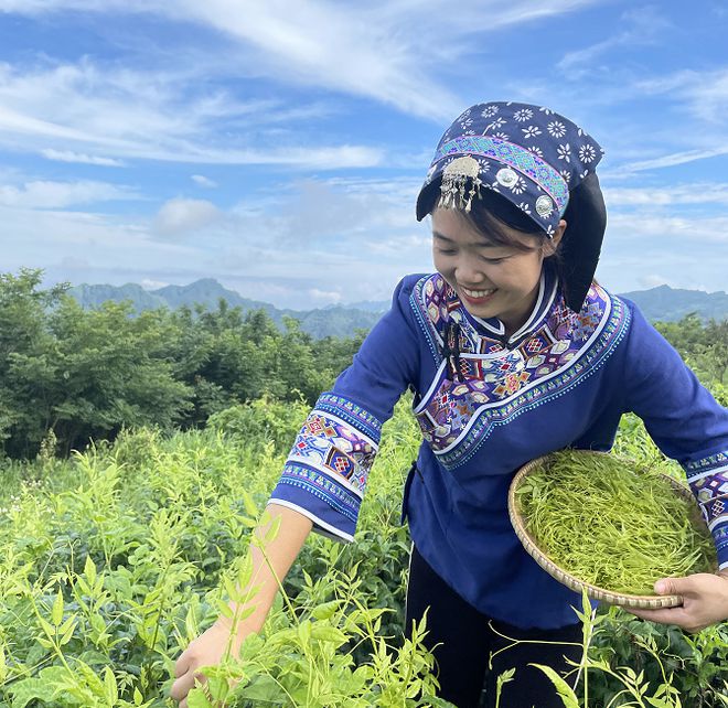 莓茶哪个部分富硒好