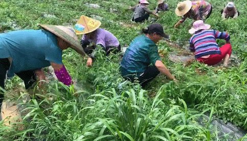 莓茶哪个部分富硒好