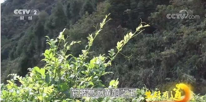 莓茶哪个部分富硒好