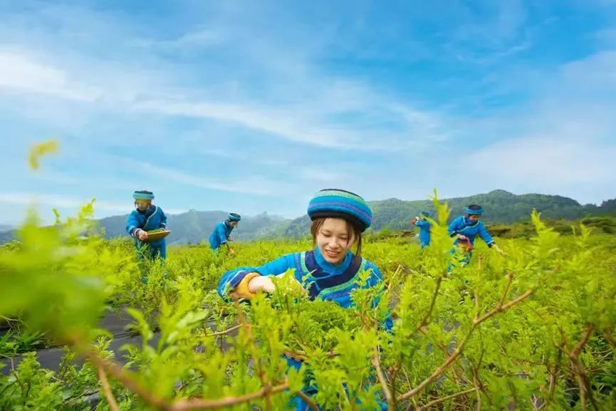 富硒藤茶哪个品牌好