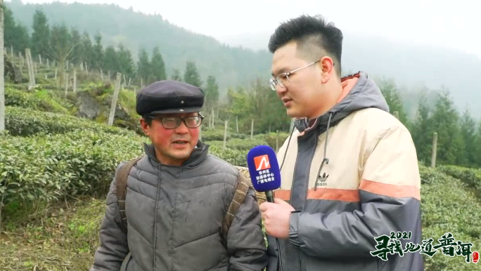 中国最大富硒古树茶