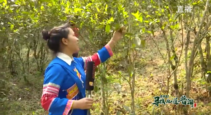 中国最大富硒古树茶