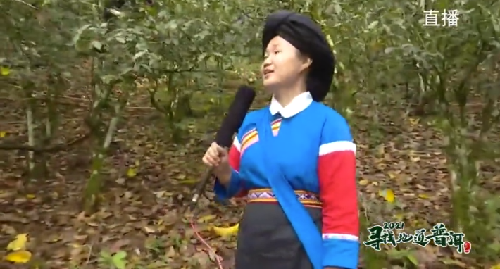 中国最大富硒古树茶