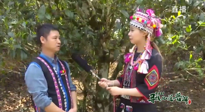 中国最大富硒古树茶
