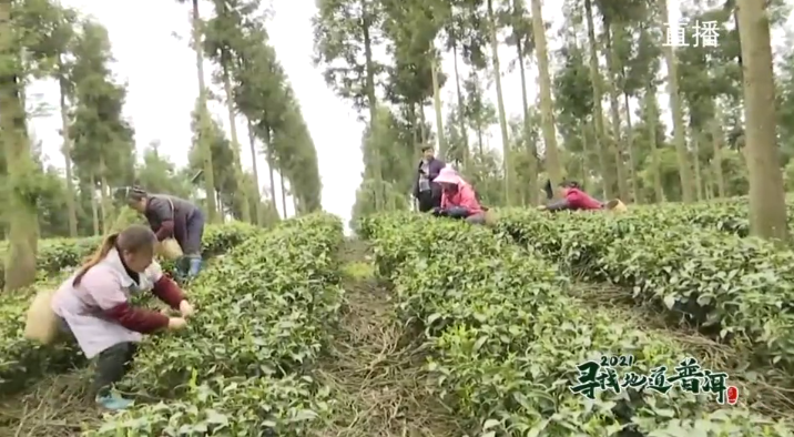 中国最大富硒古树茶