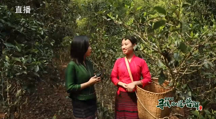 中国最大富硒古树茶