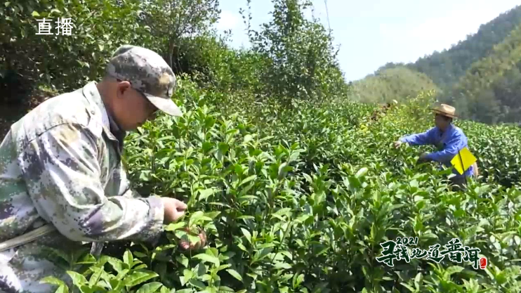 中国最大富硒古树茶