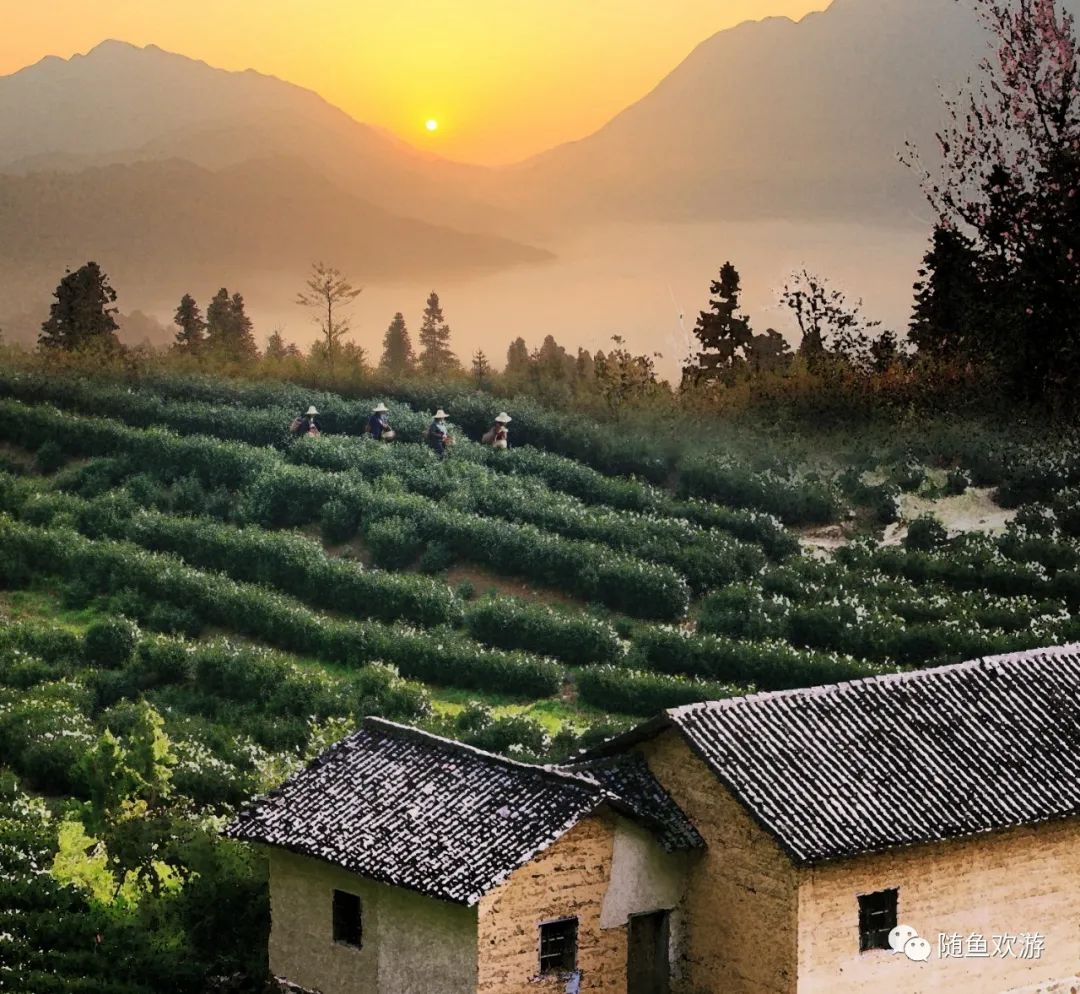 明前高山有机富硒茶