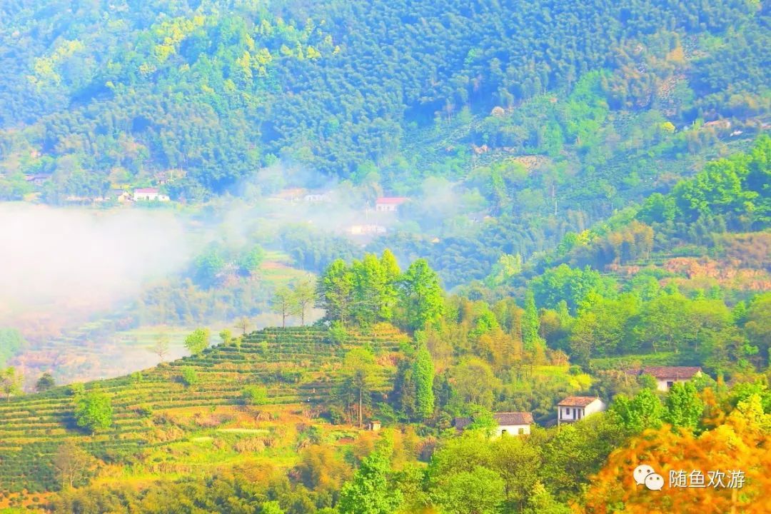 明前高山有机富硒茶