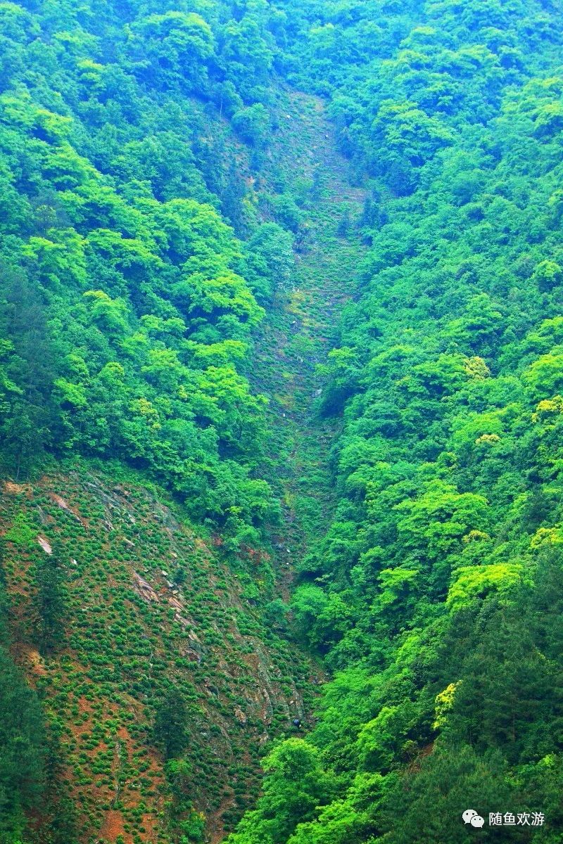 明前高山有机富硒茶