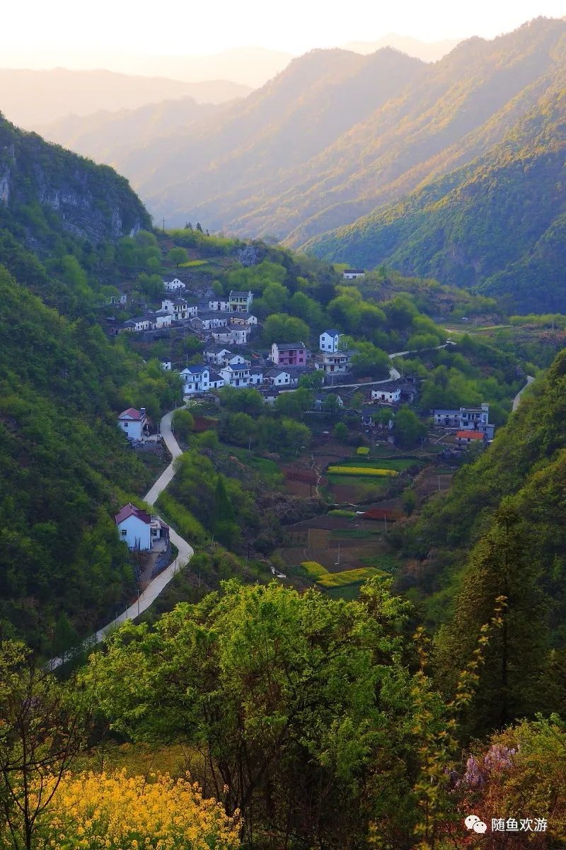 明前高山有机富硒茶