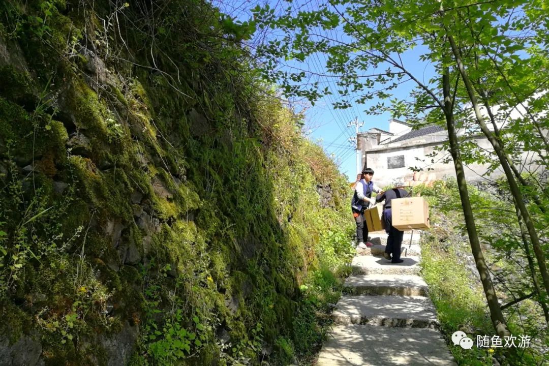 明前高山有机富硒茶