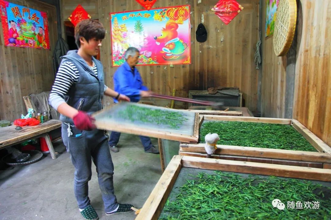 明前高山有机富硒茶