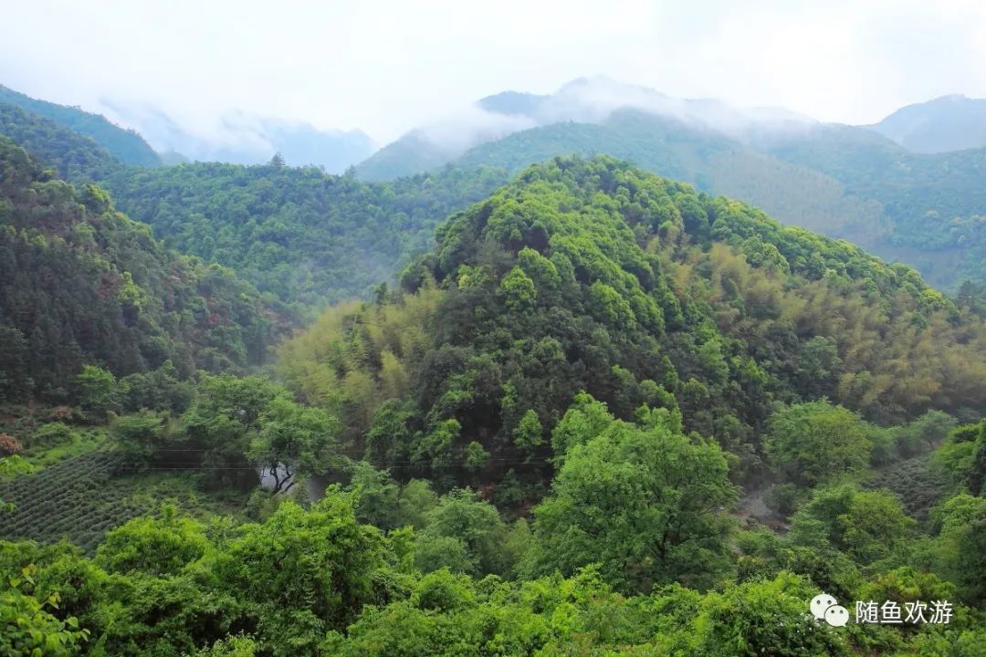 明前高山有机富硒茶