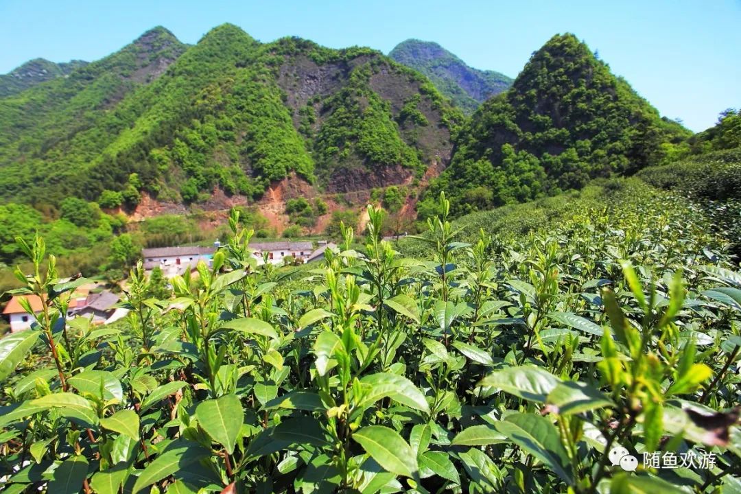 明前高山有机富硒茶