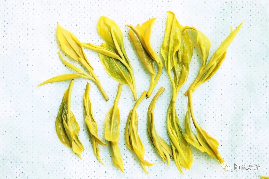 明前高山有机富硒茶