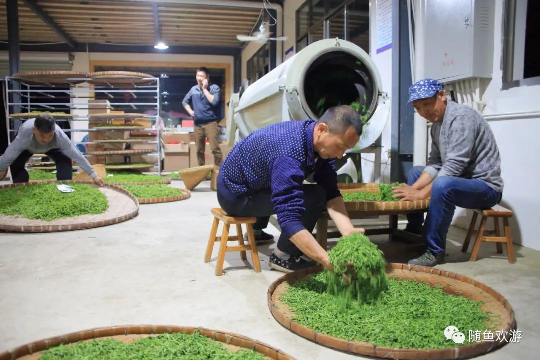 明前高山有机富硒茶