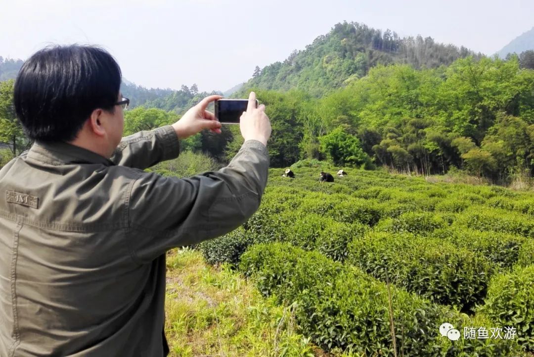 明前高山有机富硒茶