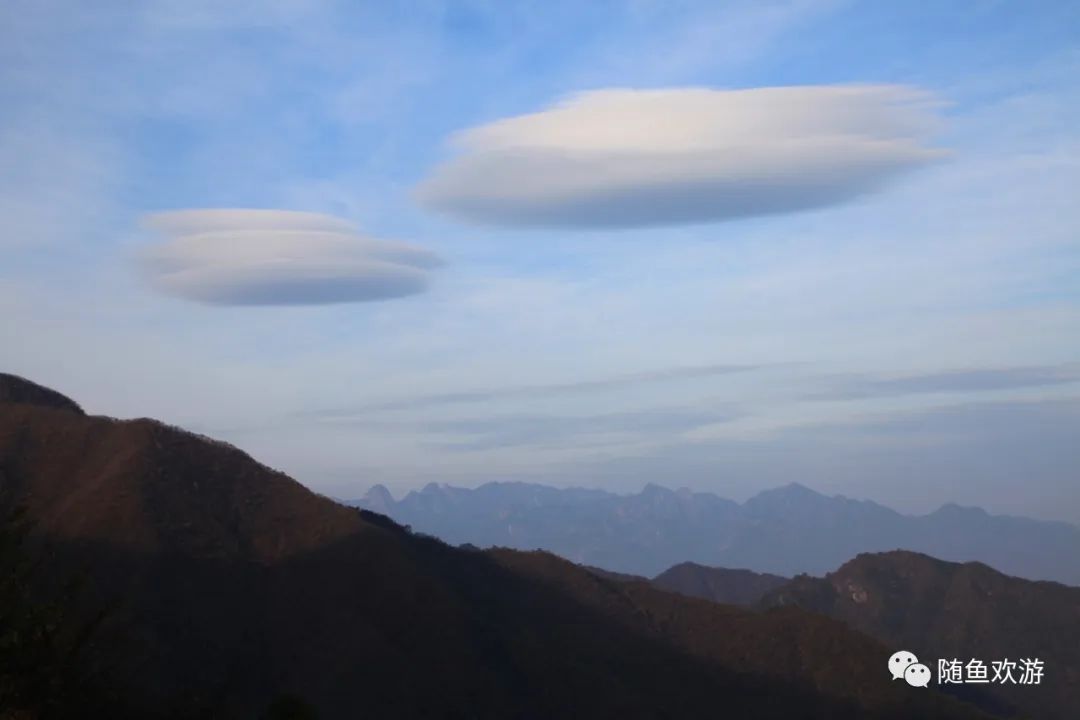 明前高山有机富硒茶