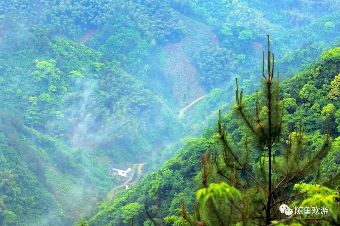 明前高山有机富硒茶