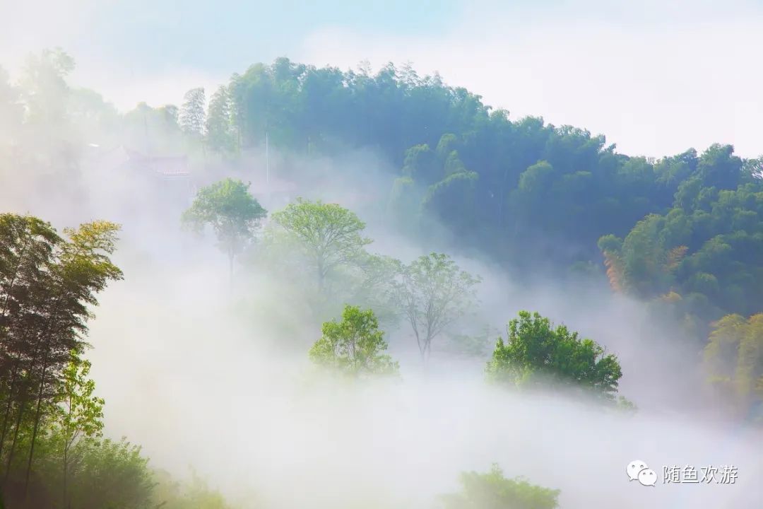 明前高山有机富硒茶