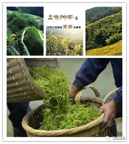 富硒藤茶哪个品牌好
