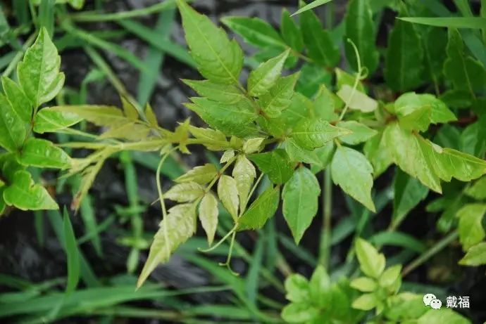 富硒恩施土家藤婆茶
