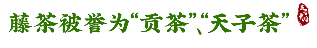 富硒恩施土家藤婆茶