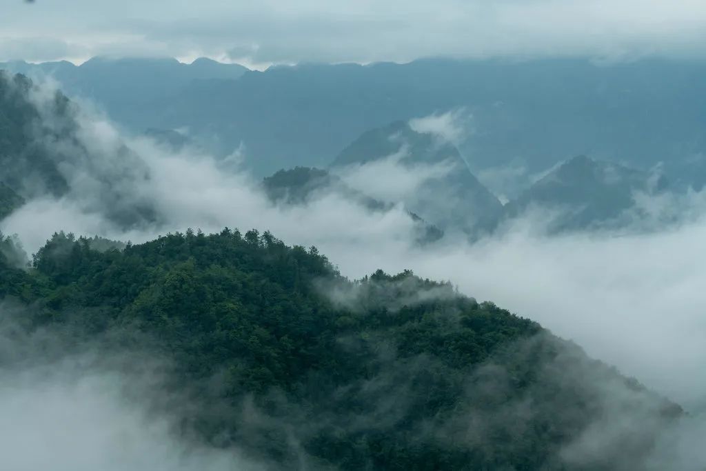 富硒野生茶是哪里的