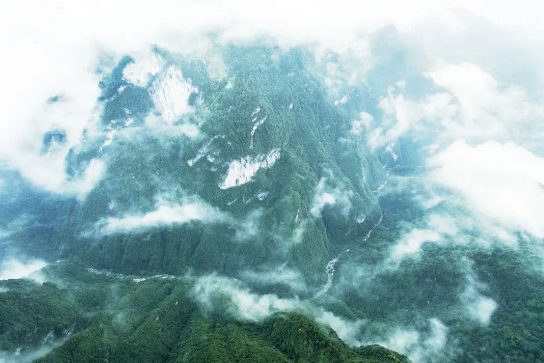 富硒野生茶是哪里的