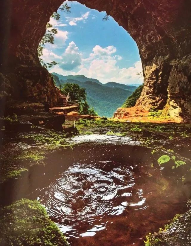富硒野生茶是哪里的