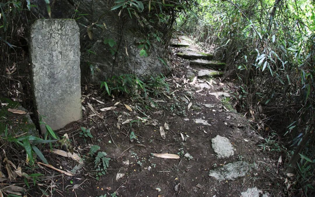 富硒野生茶是哪里的