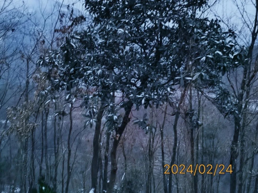 陕南富硒茶去哪里买