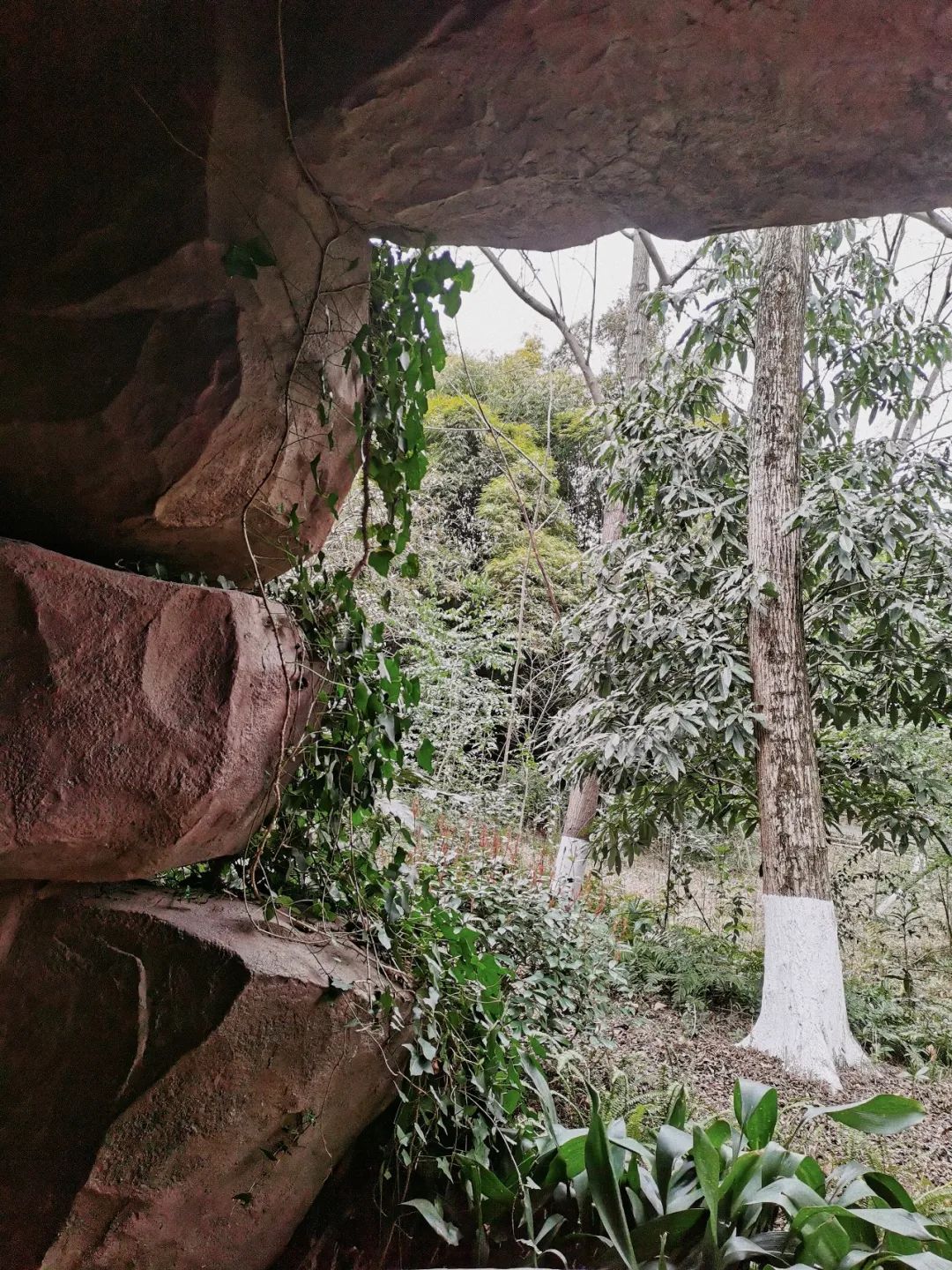 陕南富硒茶去哪里买