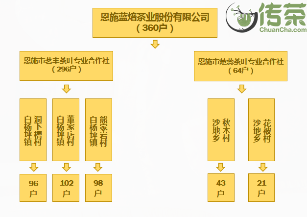 恩施富硒茶回甘持久