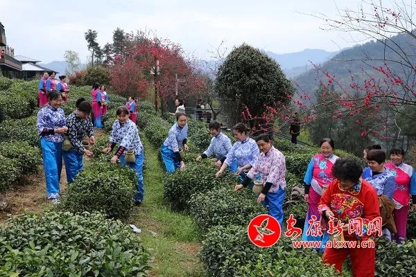 紫阳富硒茶发展趋势
