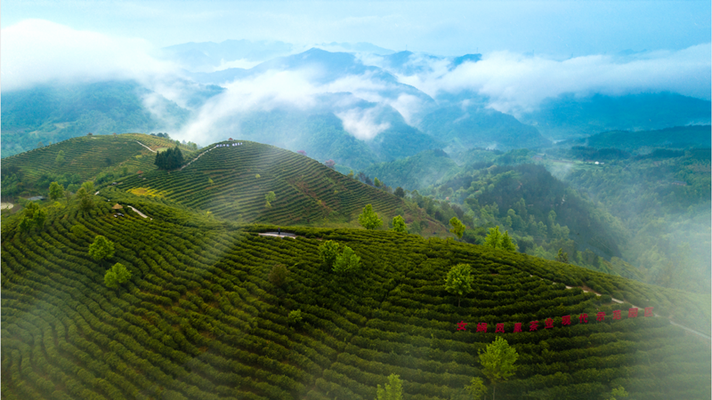安徽石台山的富硒茶