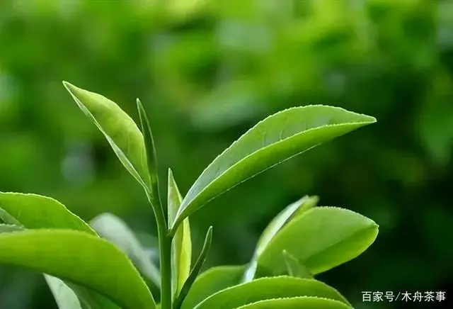 福建富硒普洱茶加工