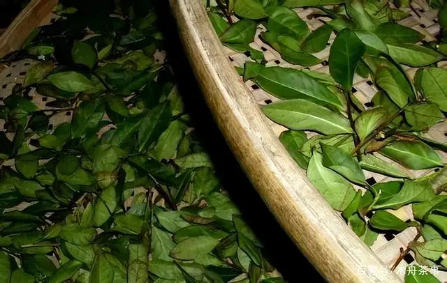 福建富硒普洱茶加工