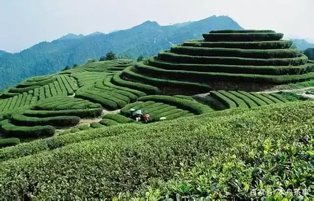 福建富硒普洱茶加工