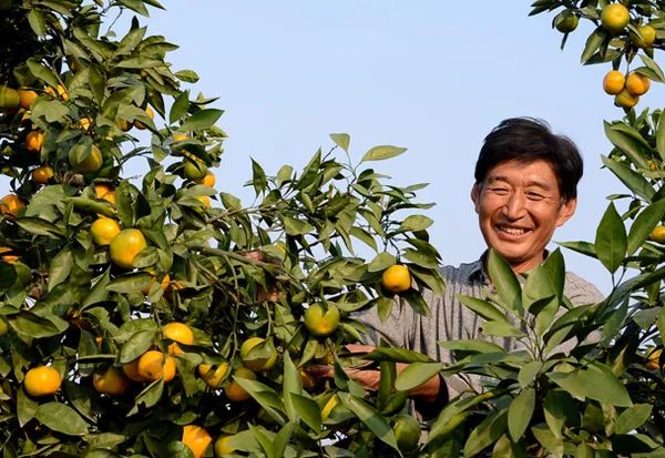 藤匠人富硒来凤藤茶